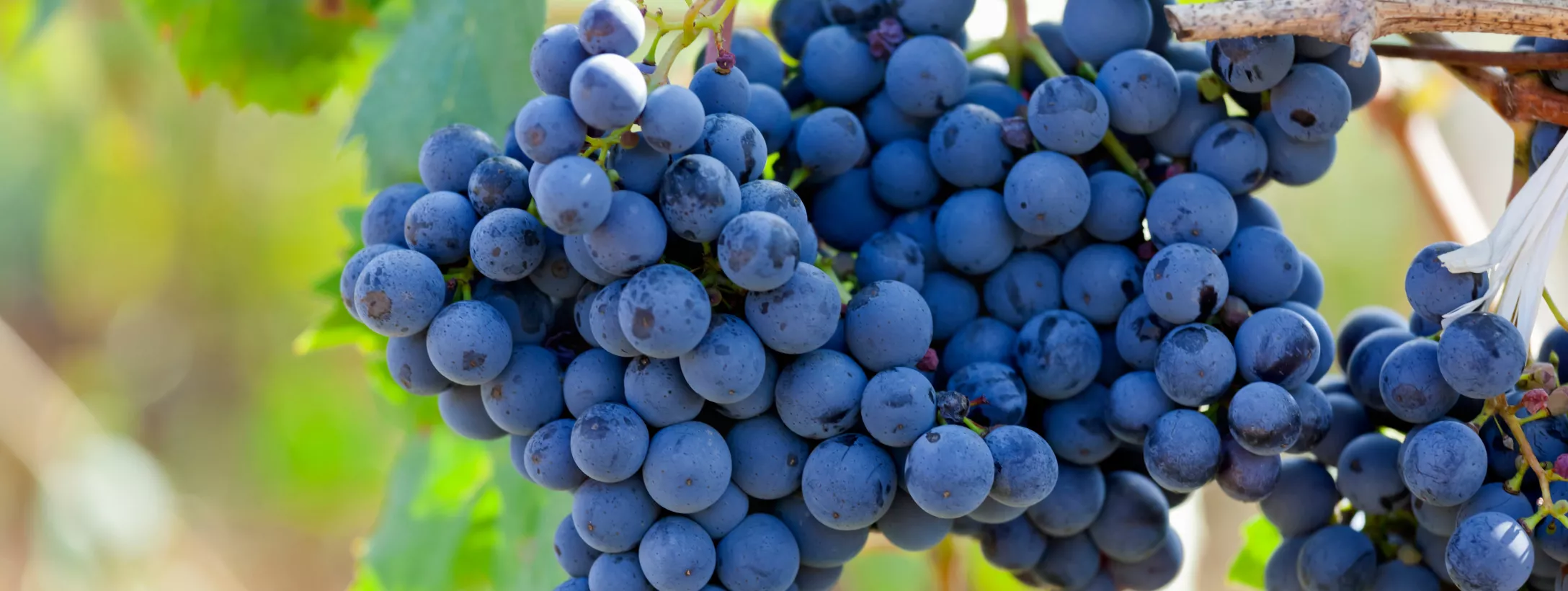 Đôi nét về giống nho nổi tiếng Primitivo Đôi nét về giống nho nổi tiếng Primitivo