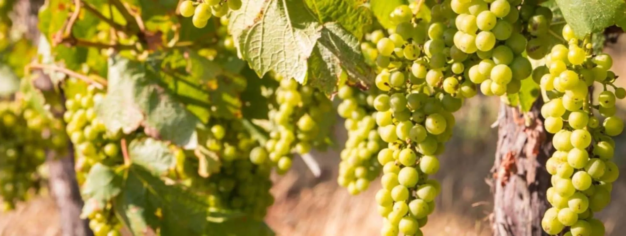 Giống nho Vermentino Giống nho Vermentino
