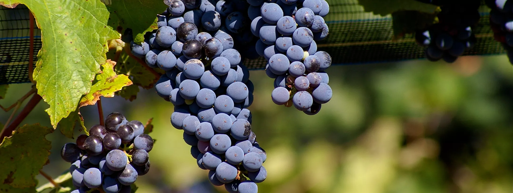 Nho Malbec Biểu tượng rượu vang Argentina Nho Malbec Biểu tượng rượu vang Argentina