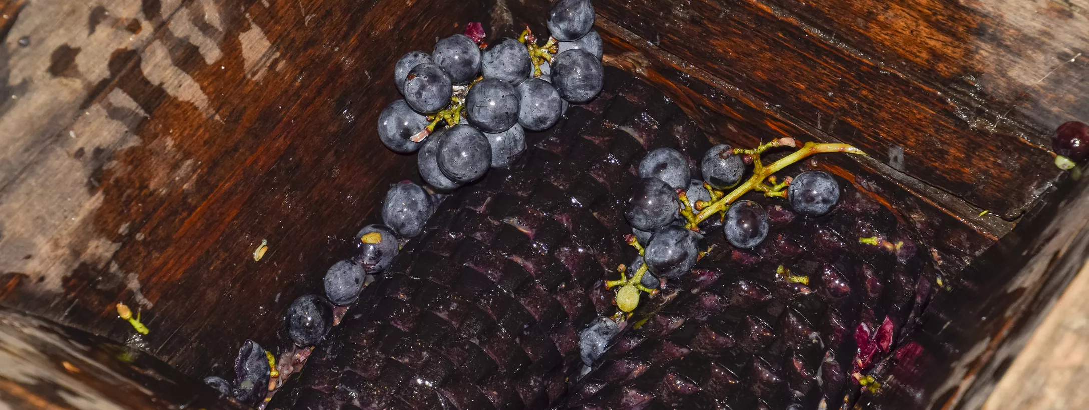 Quy trình sản xuất Rượu Vang Ý Pirovano Primitivo Quy trình sản xuất Rượu Vang Ý Pirovano Primitivo