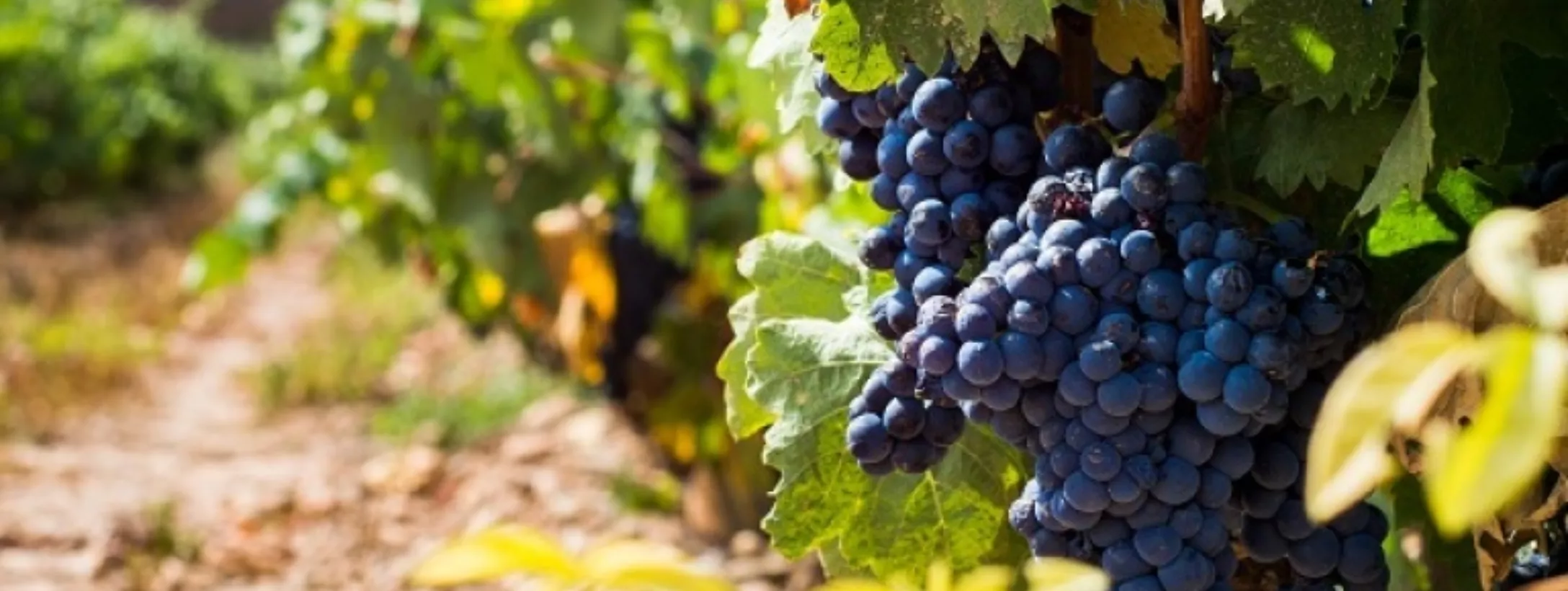 Giống nho Tempranillo Giống nho Tempranillo