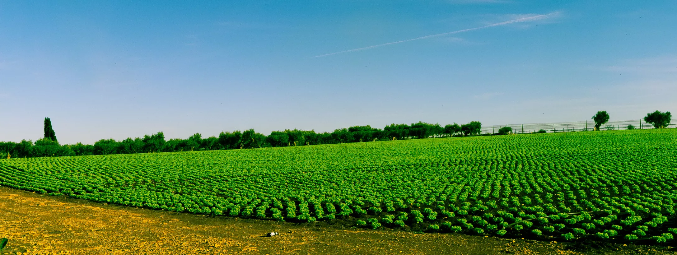 Vùng sản xuất Puglia Vùng sản xuất Puglia